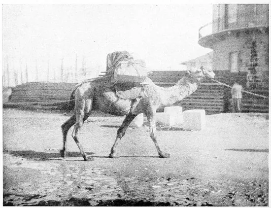 Harry A. Franck · A Vagabond Journey Around the World (1910) photographic plate 127b