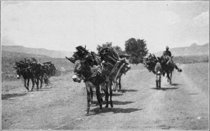 Westward Hoboes (1921)
